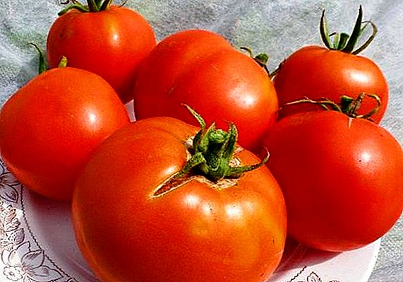 الطماطم "لابرادور" - ناضجة في وقت مبكر ، مانعة لتسرب الماء ومثمرة