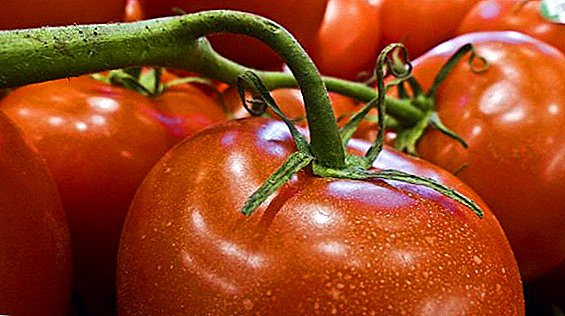 Tomat Marina Grove: planting, pleie, fordeler og ulemper