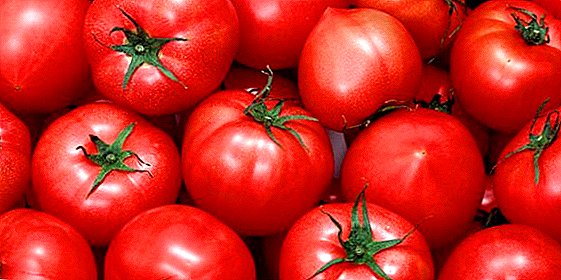 עגבנייה "בר יחף": כל מה שאתה צריך לדעת על נטיעה וטיפול