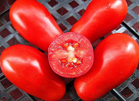 Tomate "Moskauer Delikatesse" mit einer langen Fruchtperiode