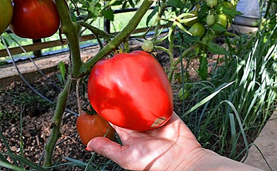 Tomato "Eagle jantung": ciri-ciri, rahsia penanaman yang berjaya