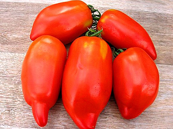 Pepper giant tomato - features for high yields