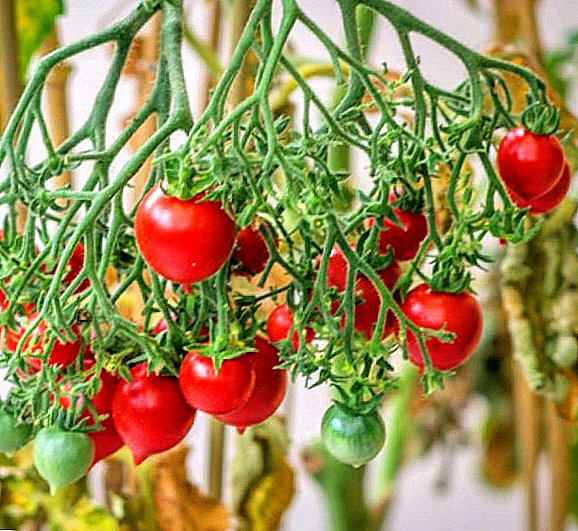 Geranium Kiss Tomato - a new pickling variety
