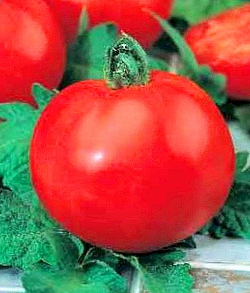 עגבניות polbig מאפיין ותיאור של מגוון