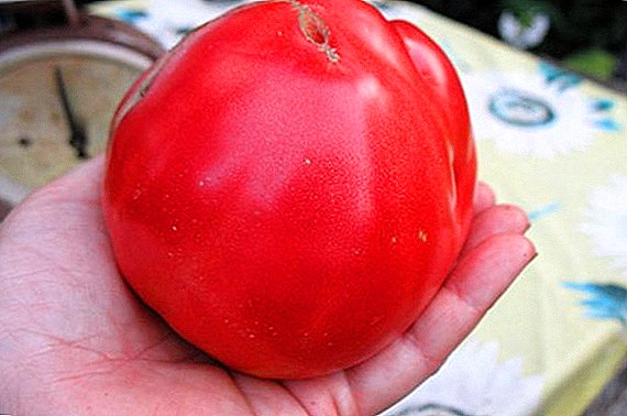 Tomat "Sevryuga": karakteristisk og beskrivelse av sorten, foto
