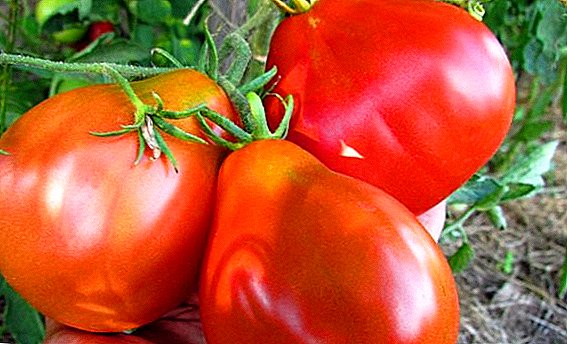 Tomaatti "One Hundred Poods" - suuri, mehukas ja salaatti