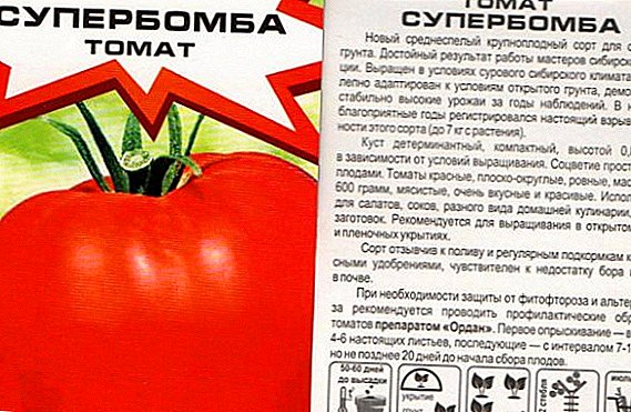 Tomaat "Superbomb": een nieuwe variëteit met grote vruchten