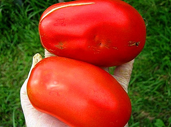 Tomate "Troika", "Troika de Sibérie" ou "Troika de Russie" - à maturité précoce, résistant aux maladies