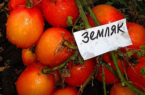 Descripción y características del tomate "countryman"