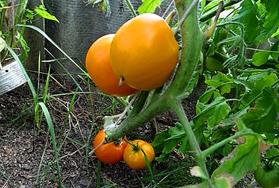 Pomidorų "Auksiniai kupolai" - medaus salotos pomidorai