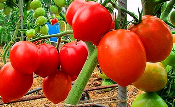 Tomato grandee: caracteristici, descriere, randament