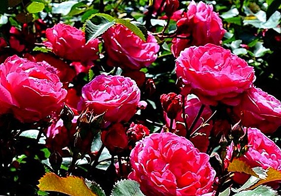 Subtleties of planting and growing Canadian roses