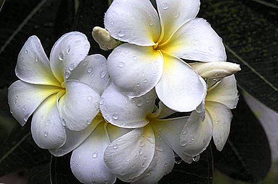 The subtleties of plumeria care at home