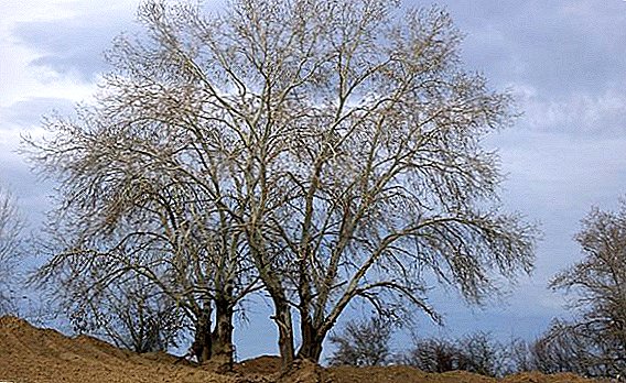 White poplar: characteristics and features