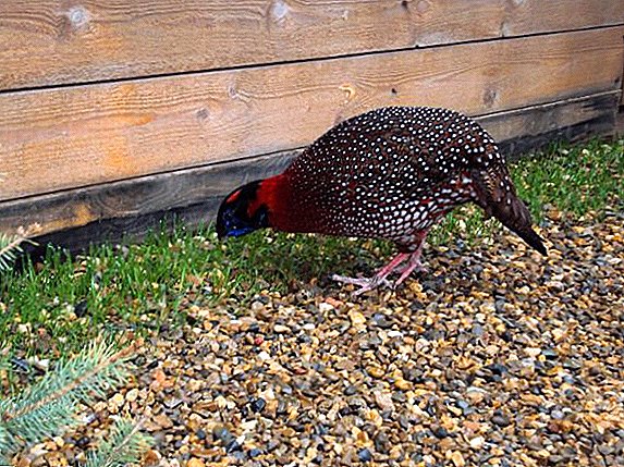 Tragopan: what they look like, where they live, what they eat