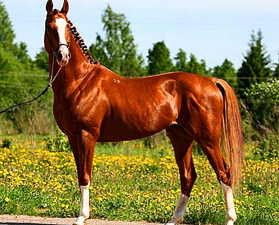Trakehner horse: breed characteristic