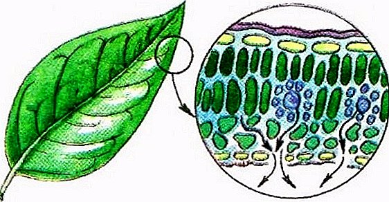 Transpiratie: wat het is in het plantenleven