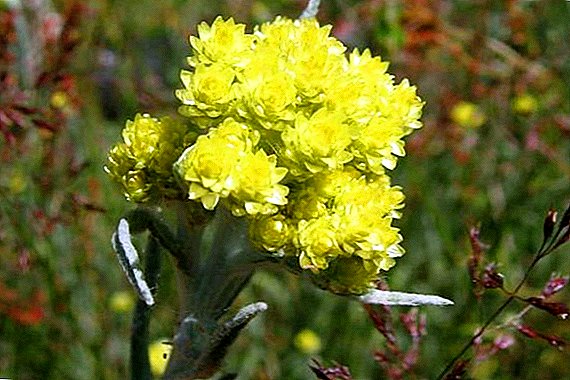 Grass immortelle: use, use, contraindications