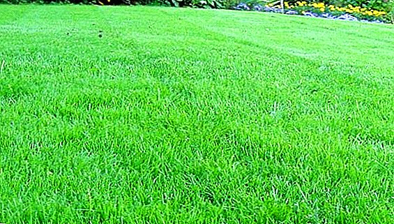 Grass for lawn, crowding out weeds. Myth or reality?