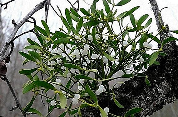 Mistletoe grass: medicinal properties and medical applications