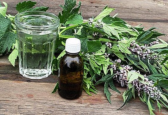 Motherwort grass: benefits and harm to the human body