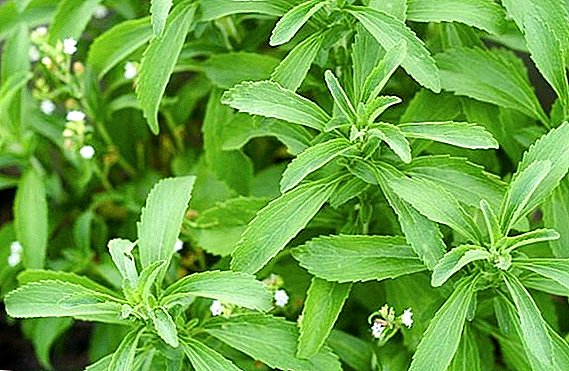 Stevia bylina: tam, kde rastie, prečo je užitočné, ako ju používať na lekárske účely