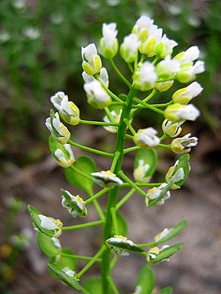 Yarutka grass: medicinal properties of the plant