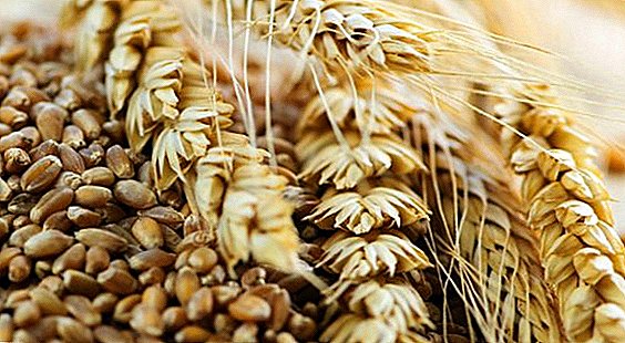 Triticale: وصف وزراعة هجين من الجاودار والقمح