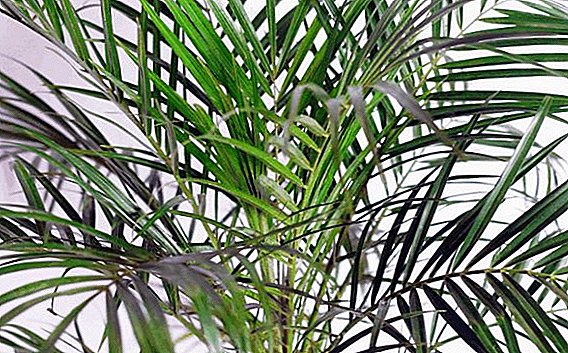 Difficulties in growing Hovei: why palm leaves dry