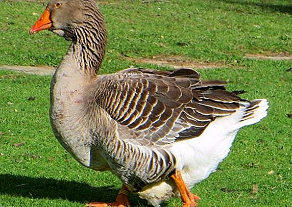Toulouse breed of geese: features of breeding at home