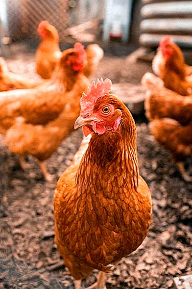 Tyrkisk landmand introducerer høner til klassisk musik