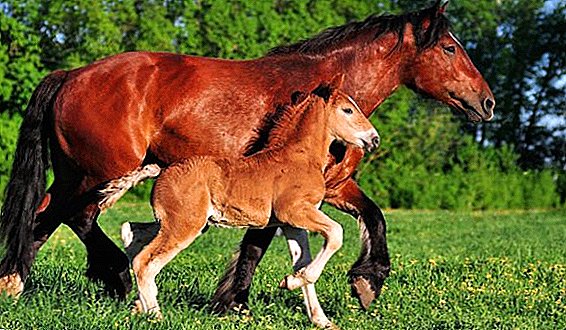 Tung hest raser: beskrivelse og foto