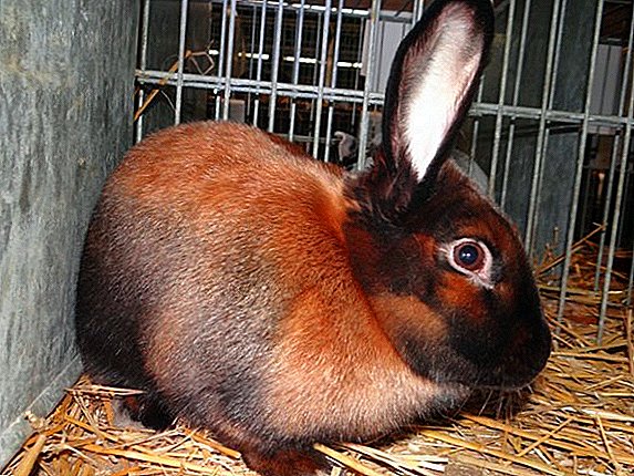 Thüringer Kaninchen: Herkunft, Rassenbeschreibung, Pflegeregeln