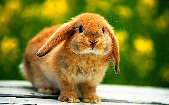 Rabbits have blood: reasons for what to do