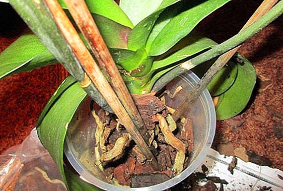 Orchid roots dry: is it possible to reanimate a plant