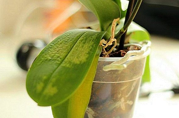 Les orchidées jaunissent: que faire et comment trouver la cause du jaunissement