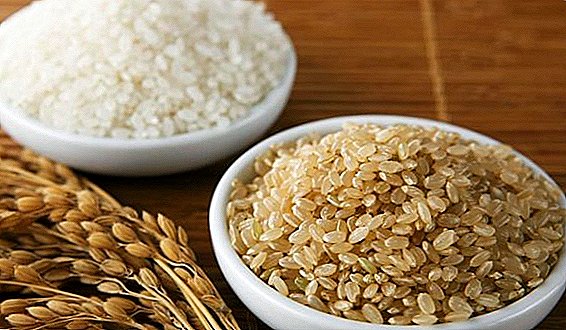 ابتكر علماء الزراعة أرزًا قادرًا على استنساخ نفسه.