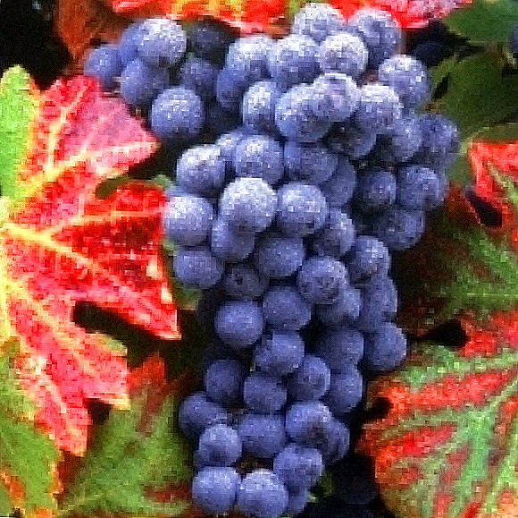 Belajar untuk memindahkan buah anggur pada musim luruh: nasihat praktikal