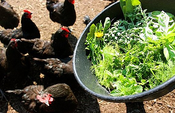 Learning how to feed chickens grass: understand what is harmful and what is useful