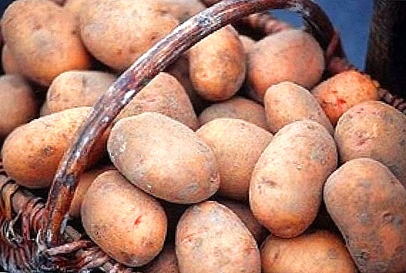 Да се ​​научим да отглеждаме картофи по холандски технологии