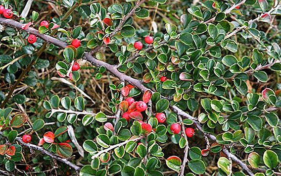 Learning to grow cotoneaster: planting, care, haircut