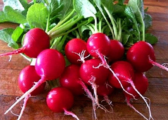 Learning to grow radishes: planting, care, harvest