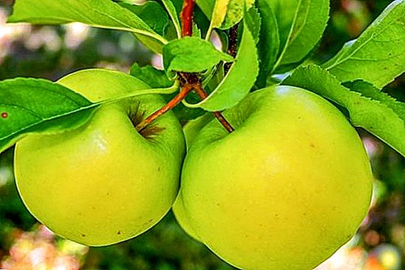 لقد وجد علماء من إسرائيل طريقة لاستخدام التفاح المهمَل