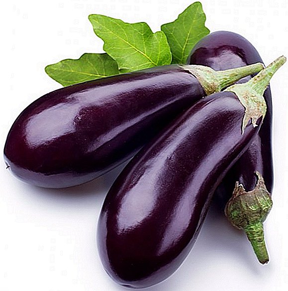 Fertilizer for eggplants: the best way to feed the eggplants to obtain a rich harvest