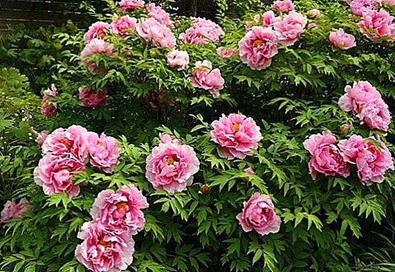 Peony fertilizer in spring: what, when and how