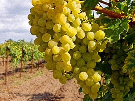 Buah anggur pada musim luruh adalah aktiviti penting dan penting.