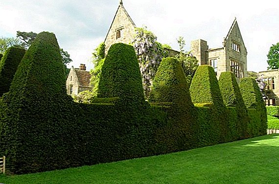 Caring for a hedge