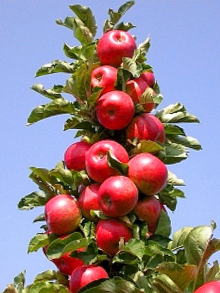 Nega in obrezovanje stebrnega jabolka