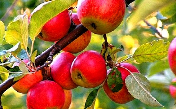 Nega in sajenje jabolk: glavna pravila