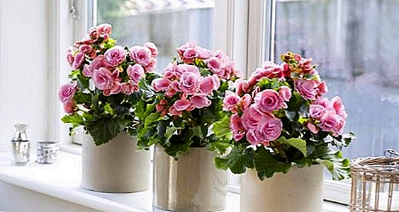 Care and growing conditions for home begonia